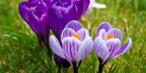 Crocus blooming... welcome spring!